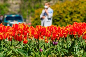 A woman in a medical mask goes near a flowerbed