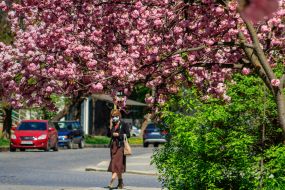 Женщина в медицинской маске идет под цветущей сакурой