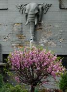Bas-relief elephant head on the facade of a house in Kiev