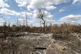 The effects of fires in the town of woodlands in the exclusion zone