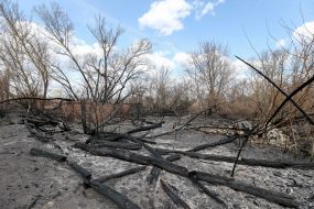 The effects of fires in the town of woodlands in the exclusion zone