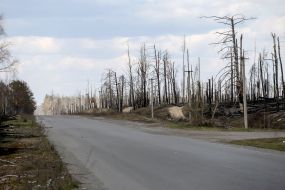 Consequences of forest fires near Ovruch city in Zhytomyr region