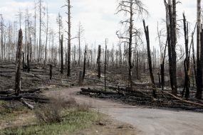 Consequences of forest fires near Ovruch city in Zhytomyr region