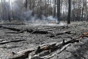 Consequences of forest fires near Ovruch city in Zhytomyr region