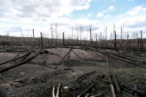 Consequences of forest fires near Ovruch city in Zhytomyr region
