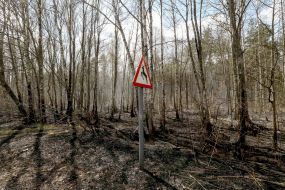 Consequences of forest fires near Ovruch city in Zhytomyr region