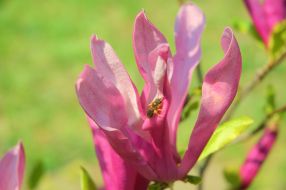 Magnolia in the park