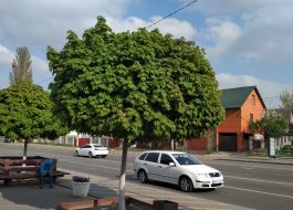 Petropavlivska Borshchahivka