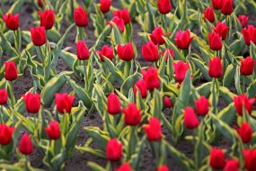 Field of tulips in the Dobropark arboretum