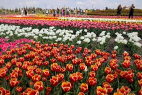 Field of tulips in the Dobropark arboretum