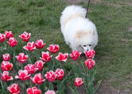 Dog breed Pomeranian Spitz sniffs tulips in Dobropark arboretum