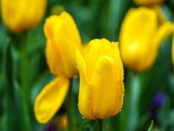 Raindrops on a tulip