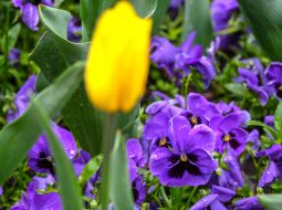 Flowering violets