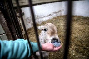Лоша коня Пржевальського