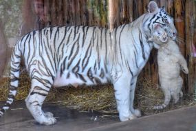 White Bengal Tigers at the zoo "Safari"