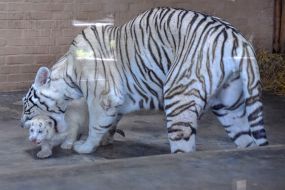 White Bengal Tigers at the zoo "Safari"
