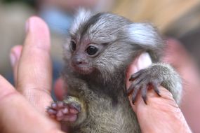Baboon hamadryad at the zoo "Safari"