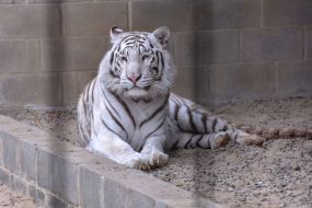 White Bengal Tiger at the zoo "Safari"