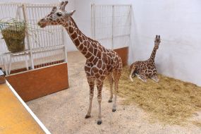 Mesh giraffes at the Safari Zoo