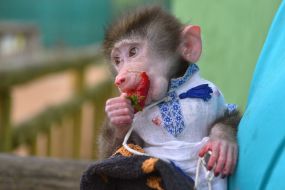 Monkey in an embroidered shirt at the zoo "Safari"