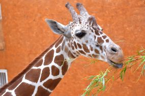 Reticulated giraffe at the zoo "Safari"