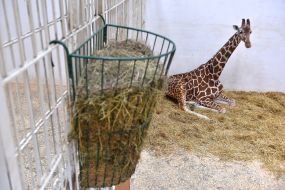 Reticulated giraffe at the zoo "Safari"
