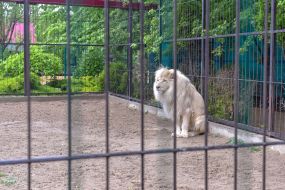 The lion is white at the zoo "Safari"