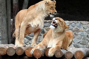 Lions during the opening of the renovated Kyiv Zoo