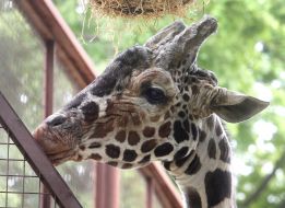 The giraffe is reticulate during the opening of the renovated Kyiv Zoo