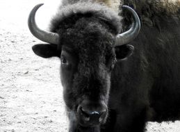 Buffalo during the opening of the renovated Kyiv Zoo