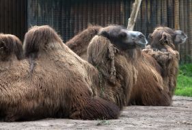 Two-humped camels during the opening of the renovated Kyiv Zoo