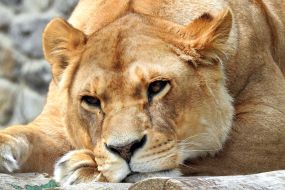 Lion during the opening of the renovated Kyiv Zoo