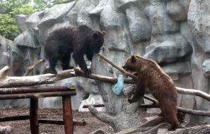 Brown bears the opening of the renovated Kyiv Zoo
