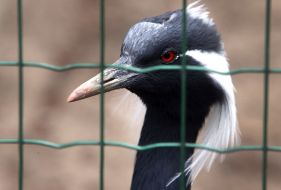 The crane is steppe during the opening of the renovated Kyiv Zoo