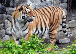 Tiger during the opening of the renovated Kyiv Zoo