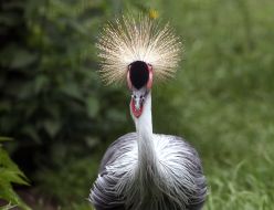 Crowned Crane during the opening of the renovated Kyiv Zoo