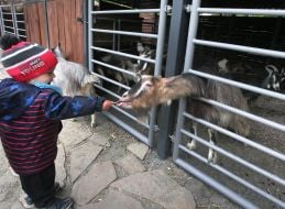 The boy is feeding a goat in the renovated Kyiv Zoo