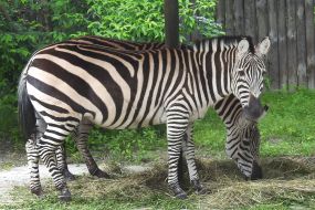 Zebras Grant during the opening of the renovated Kyiv Zoo
