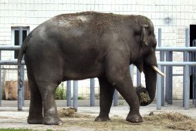 Elephant during the opening of the renovated Kyiv Zoo