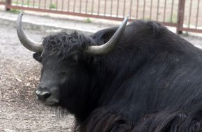 Bos grunniens during the opening of the renovated Kyiv Zoo