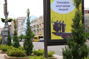 Junipers in the pits on Boulevard part of street Khreshchatyk
