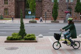 Junipers in the pits on Boulevard part of street Khreshchatyk