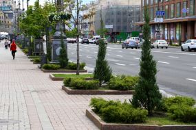 Junipers in the pits on Boulevard part of street Khreshchatyk