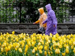 People in raincoats walk near the flowerbed with tulips