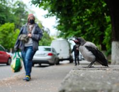 Crow