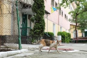 Кот во дворе Львовского СИЗО