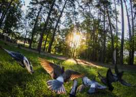 Голуби в парке