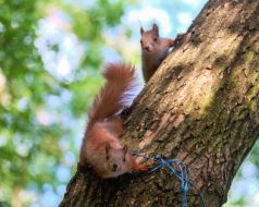 Squirrels on a tree