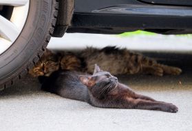 Cats are lying under the car