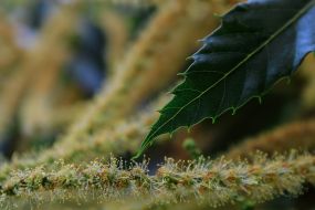 Flowering branches of edible chestnut